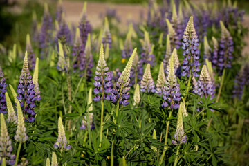 Violet lupine flowers blooming in Sweden