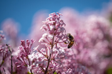 Pink lilac flower with a bee