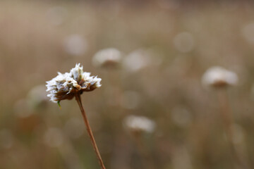 close up of a dry flower in a field