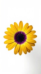 Naklejka premium A vibrant daisy with yellow petals and purple center