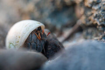 hermit crab in a shell on the rocks at a beach in tasmania australia