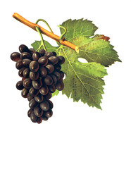 Ampelograhie, Rebsortenkunde, Önologie, Weinbau, Weintraube, Weinrebe, Poulsard grape © Bildagentur-o