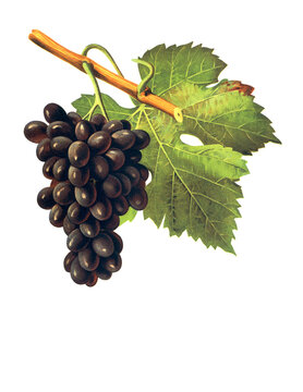 Ampelograhie, Rebsortenkunde, &Ouml;nologie, Weinbau, Weintraube, Weinrebe, Poulsard grape