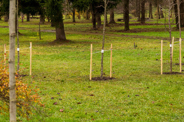 New trees supported by stakes are planted in a grassy area of a park, contributing to the local environment and greenery © SMK