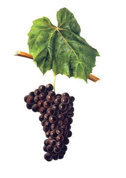 Ampelograhie, Rebsortenkunde, &Ouml;nologie, Weinbau, Weintraube, Weinrebe, Folle Noire grape