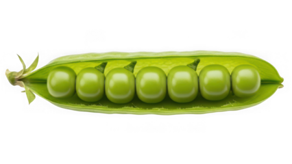 Fresh green pea pod with seven round peas inside, isolated