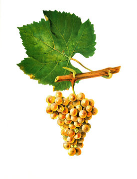 Ampelograhie, Rebsortenkunde, &Ouml;nologie, Weinbau, Weintraube, Weinrebe, Pinot Blanc Chardonnay grape