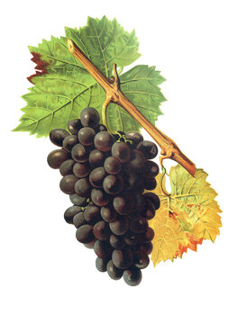 Ampelograhie, Rebsortenkunde, &Ouml;nologie, Weinbau, Weintraube, Weinrebe, Sciaccarello grape