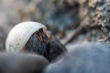 hermit crab in a shell on the rocks at a beach in tasmania australia