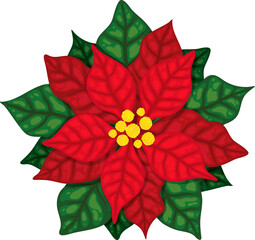 Christmas flower. Poinsettia. Vector holiday decoration