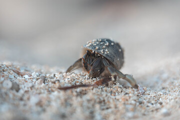 hermit crab in a shell on the rocks at a beach in tasmania australia