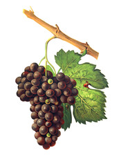Fototapeta premium Ampelograhie, Rebsortenkunde, Önologie, Weinbau, Weintraube, Weinrebe, Mourvaison is a vigorous and late variety which must be pruned short and planted in warm and well-exposed terroirs