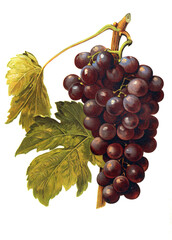 Fototapeta premium Ampelograhie, Rebsortenkunde, Önologie, Weinbau, Weintraube, Weinrebe, Milton grape, eine frühe Hybridart der einheimischen Trauben, die in Neuengland wuchs
