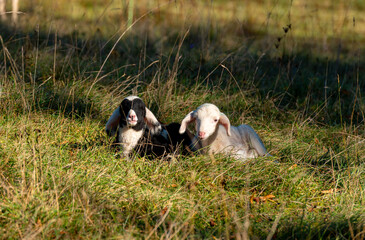 Lambs sitting in the grass on a sunny autumn day