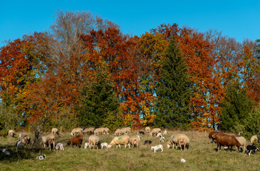 Herd of sheeps and lambs grazing in an autumn scenery