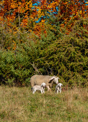 Sheep and two lambs on a pasture in an autumn scenery
