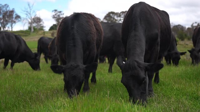 beautiful country landscape of wagyu cattle in Australia, grazing on pasture. Herd of free range beef cows being regenerative raised on an agricultural farm. Sustainable farming in tasmania 