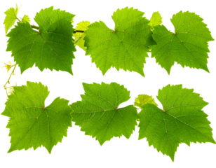 Six vibrant green vine leaves on a black background