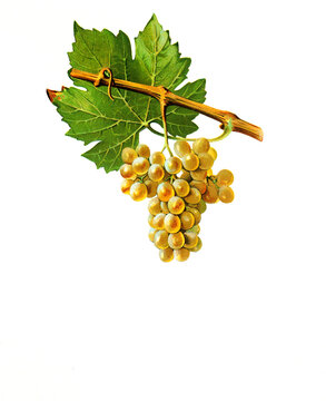 Ampelograhie, Rebsortenkunde, &Ouml;nologie, Weinbau, Weintraube, Weinrebe, Arbane ist eine historische Wei&szlig;wein Rebsorte. Sie hat ihren Ursprung in Frankreich