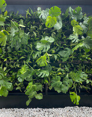 Living plants on the wall.