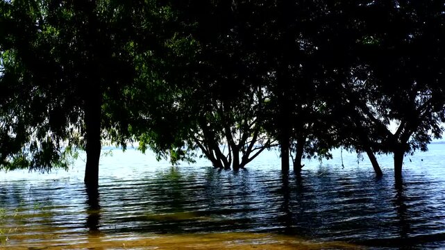 A flooded forest with trees partially submerged in water, surrounded by dense green foliage. Vibrant Tropical Flooded Forest and Submerged Trees with Lush Green Foliage