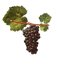 Fototapeta premium Ampelograhie, Rebsortenkunde, Önologie, Weinbau, Weintraube, Weinrebe, Donzellinho do Castello grape
