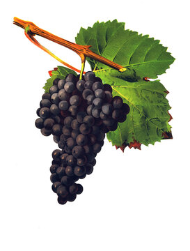 Ampelograhie, Rebsortenkunde, &Ouml;nologie, Weinbau, Weintraube, Weinrebe, Tannat grape