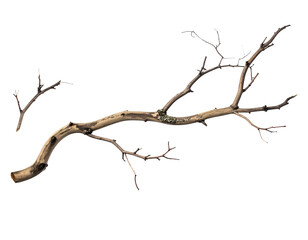 Fototapeta premium Two bare, dry wooden tree branches on a black background