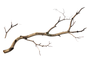 Two bare, dry wooden tree branches on a black background