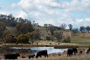 beautiful country landscape of cattle in Australia  eating grass, grazing on pasture. Herd of cows free range beef being regenerative raised on an agricultural farm. Sustainable farming in tasmania