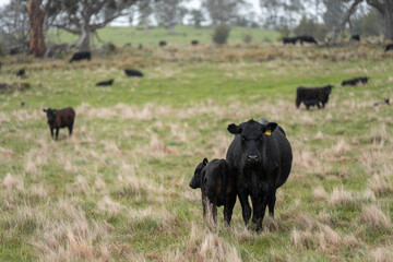 beautiful country landscape of cattle in Australia  eating grass, grazing on pasture. Herd of cows free range beef being regenerative raised on an agricultural farm. Sustainable farming in tasmania