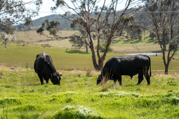 beautiful country landscape of cattle in Australia  eating grass, grazing on pasture. Herd of cows free range beef being regenerative raised on an agricultural farm. Sustainable farming in tasmania