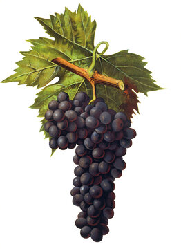 Ampelograhie, Rebsortenkunde, &Ouml;nologie, Weinbau, Weintraube, Weinrebe, Mieluccio grape