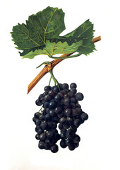 Ampelograhie, Rebsortenkunde, &Ouml;nologie, Weinbau, Weintraube, Weinrebe, Ramisco grape