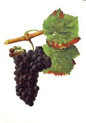 Ampelograhie, Rebsortenkunde, &Ouml;nologie, Weinbau, Weintraube, Weinrebe, Franc Noir de l'Yonne grape
