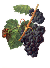 Ampelograhie, Rebsortenkunde, &Ouml;nologie, Weinbau, Weintraube, Weinrebe, Rastignier grape
