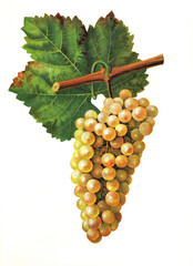 Ampelograhie, Rebsortenkunde, &Ouml;nologie, Weinbau, Weintraube, Weinrebe, Urbanitraube grape
