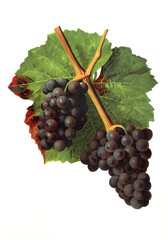Ampelograhie, Rebsortenkunde, &Ouml;nologie, Weinbau, Weintraube, Weinrebe, Gougenot grape