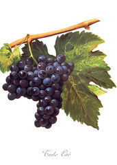 Ampelograhie, Rebsortenkunde, &Ouml;nologie, Weinbau, Weintraube, Weinrebe, Tinto Cao grape