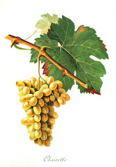 Ampelograhie, Rebsortenkunde, &Ouml;nologie, Weinbau, Weintraube, Weinrebe, Clairette grape