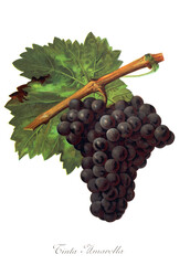 Ampelograhie, Rebsortenkunde, &Ouml;nologie, Weinbau, Weintraube, Weinrebe, Tinto Amarella grape