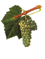Ampelograhie, Rebsortenkunde, &Ouml;nologie, Weinbau, Weintraube, Weinrebe, Noah grape