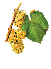 Ampelograhie, Rebsortenkunde, &Ouml;nologie, Weinbau, Weintraube, Weinrebe, Elvira grape