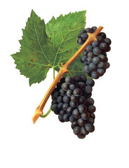 Ampelograhie, Rebsortenkunde, Önologie, Weinbau, Weintraube, Weinrebe, Canada grape