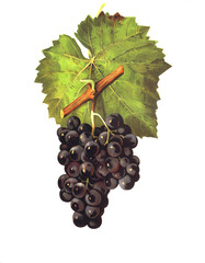 Ampelograhie, Rebsortenkunde, &Ouml;nologie, Weinbau, Weintraube, Weinrebe, Othello grape