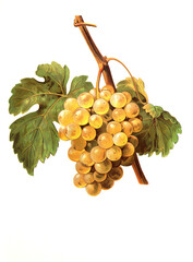 Ampelograhie, Rebsortenkunde, &Ouml;nologie, Weinbau, Weintraube, Weinrebe, Chasselas Perle' Hatif grape