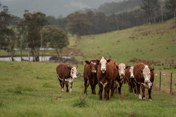 beautiful country landscape of cattle in Australia  eating grass, grazing on pasture. Herd of cows free range beef being regenerative raised on an agricultural farm. Sustainable farming in tasmania