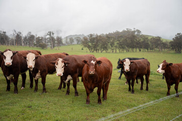 beautiful country landscape of cattle in Australia  eating grass, grazing on pasture. Herd of cows free range beef being regenerative raised on an agricultural farm. Sustainable farming in tasmania