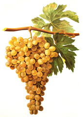 Ampelograhie, Rebsortenkunde, &Ouml;nologie, Weinbau, Weintraube, Weinrebe, Aspiran grape