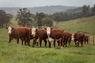 beautiful country landscape of cattle in Australia  eating grass, grazing on pasture. Herd of cows...